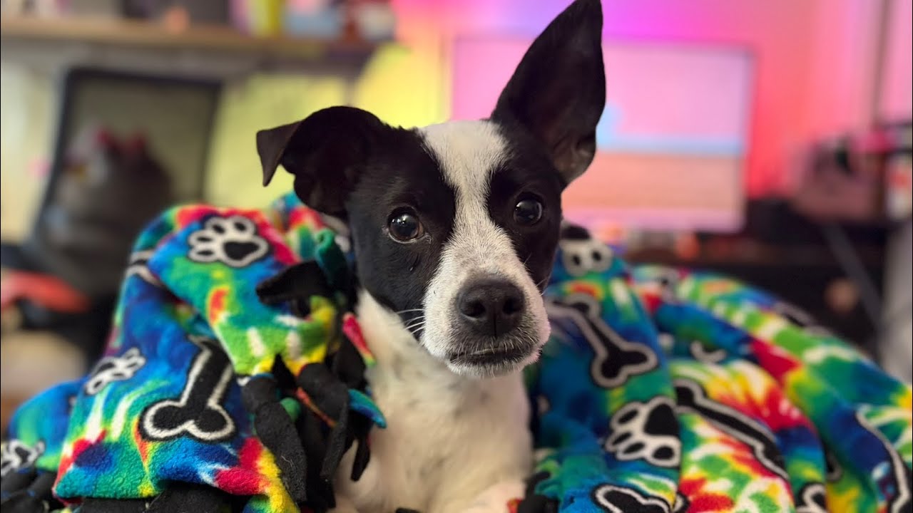 Rescue dog adoption day! 