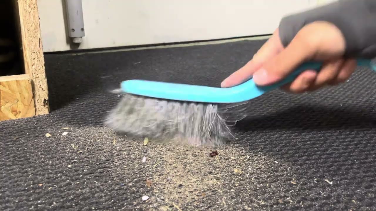 #satisfyingasmr sweeping carpet 