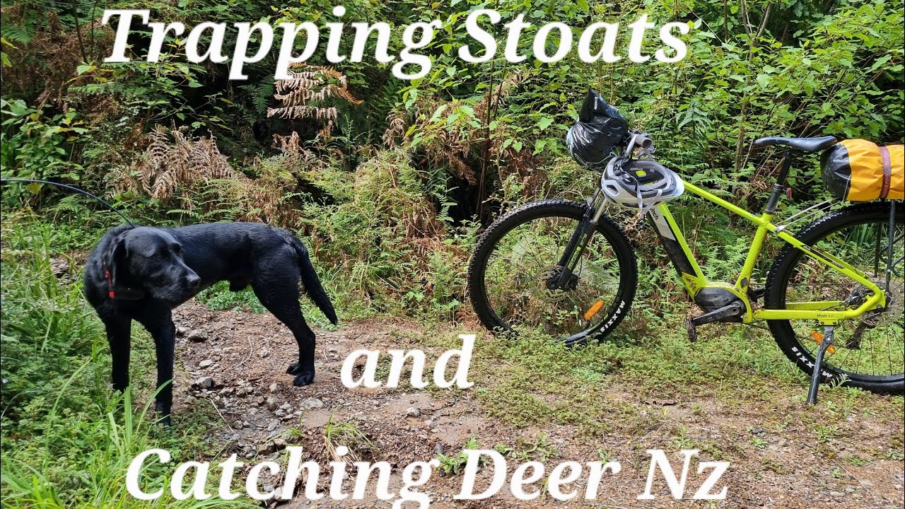 Trapping Stoats and Catching Deer - Hunting and Conservation Work NZ