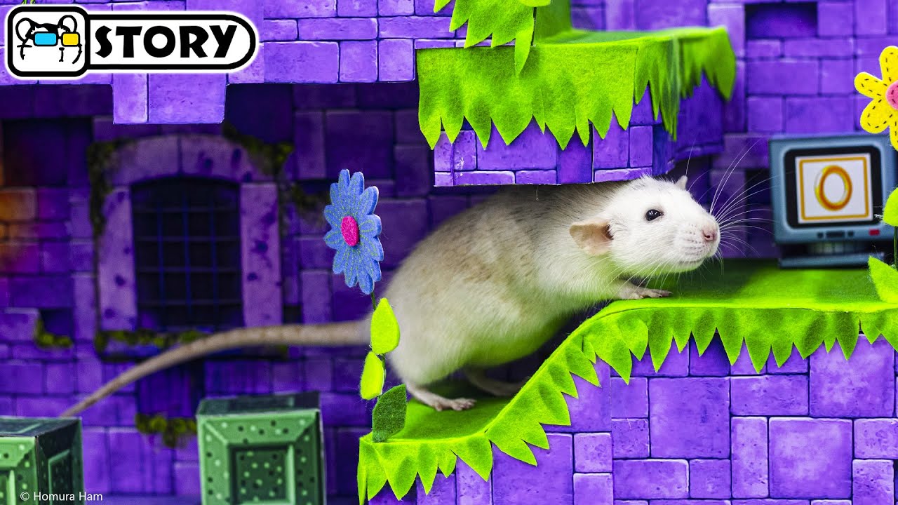 SONIC the Hedgehog Maze for Dumbo Rats - Game 🐹 Rat Sega Game 🐹 Homura Ham Pets