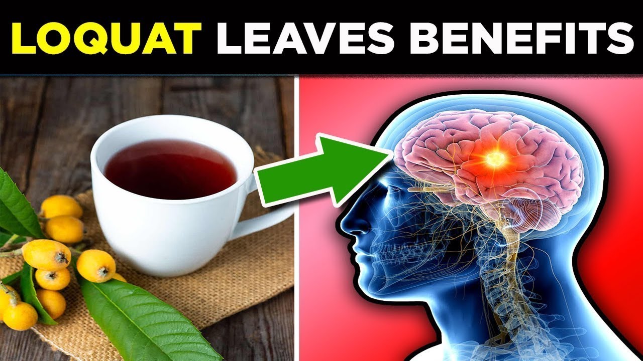 5 Health Benefits of Loquat Leaves