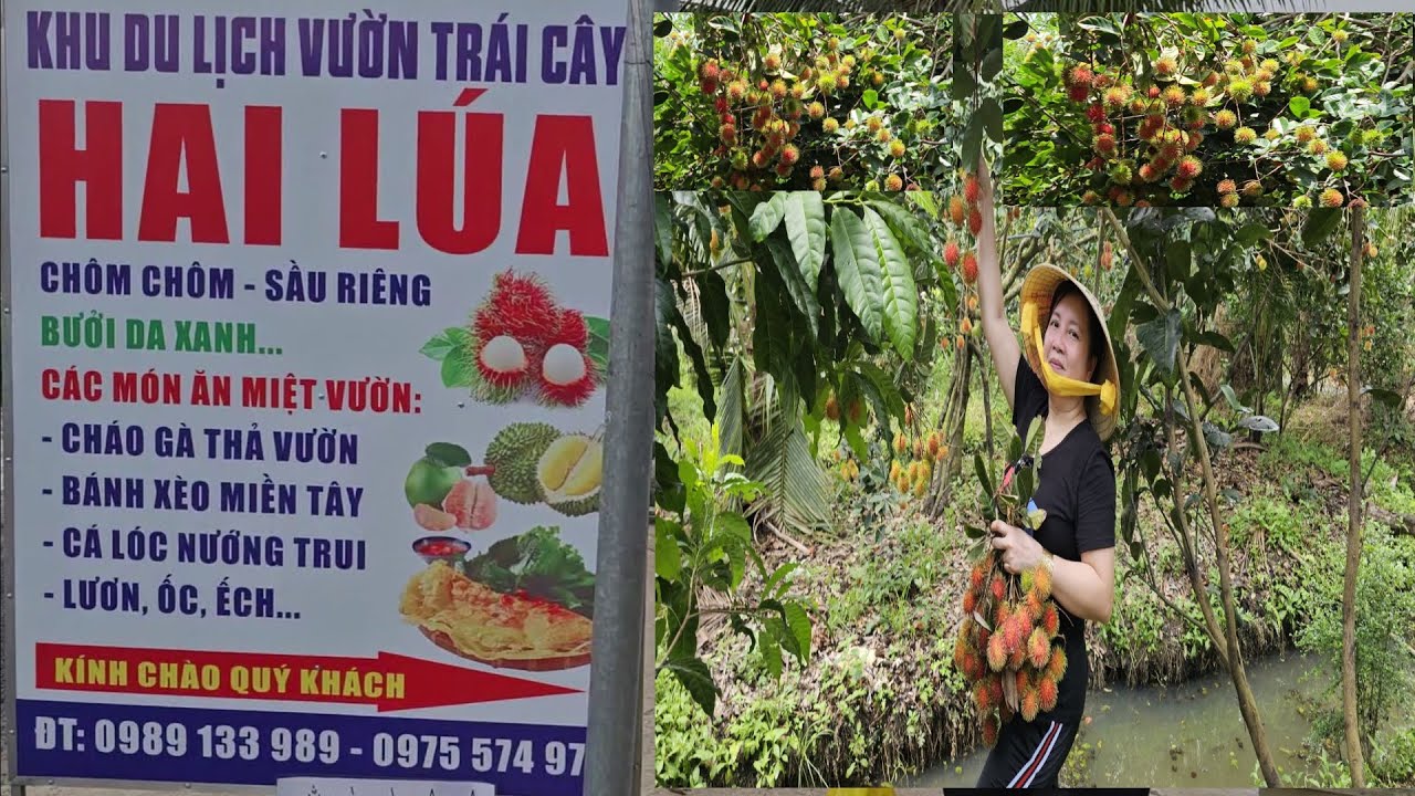 THAM QUAN VƯỜN TRÁI CÂY HAI LÚA Ở BẾN TRE * TẬN TAY HÁI TRÁI CHÔM CHÔM TRÊN CÂY * THÍCH LẮM LUÔN !!!