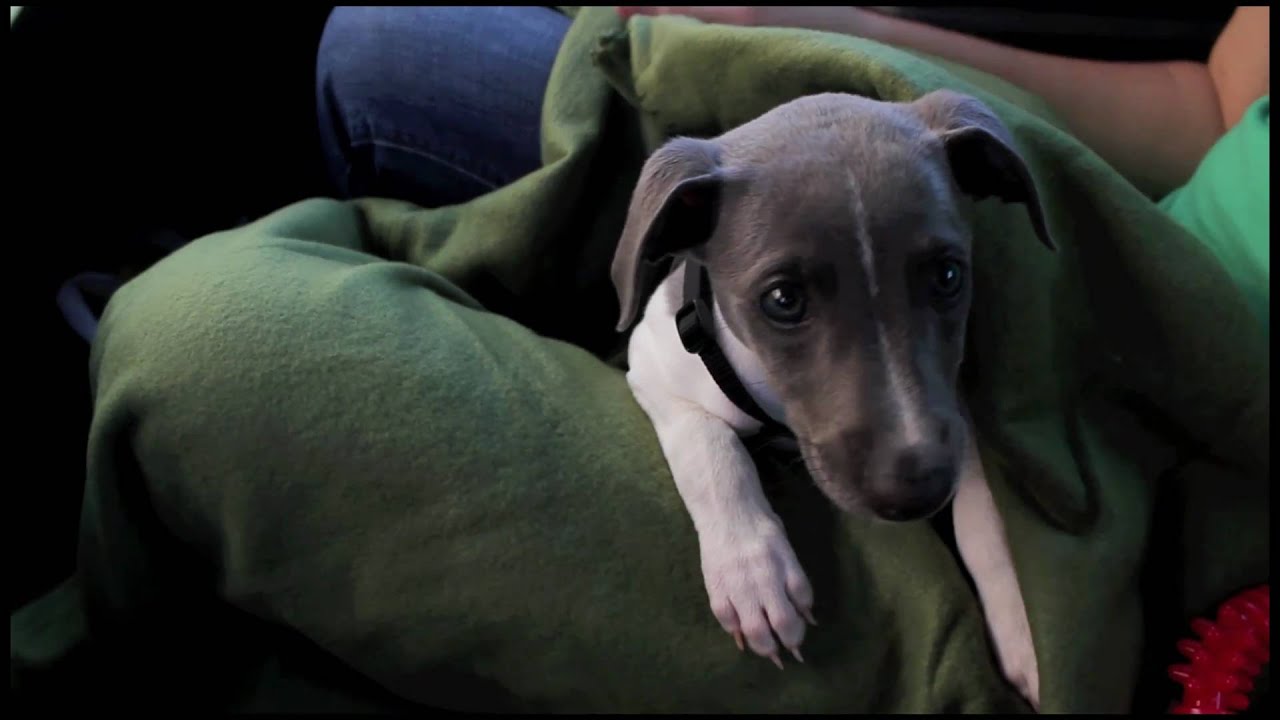 Getting Our New Dog
