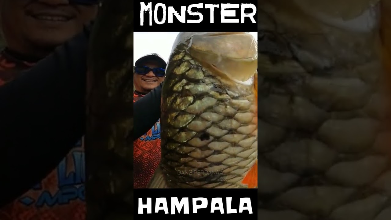 MONSTER HAMPALA #shorts