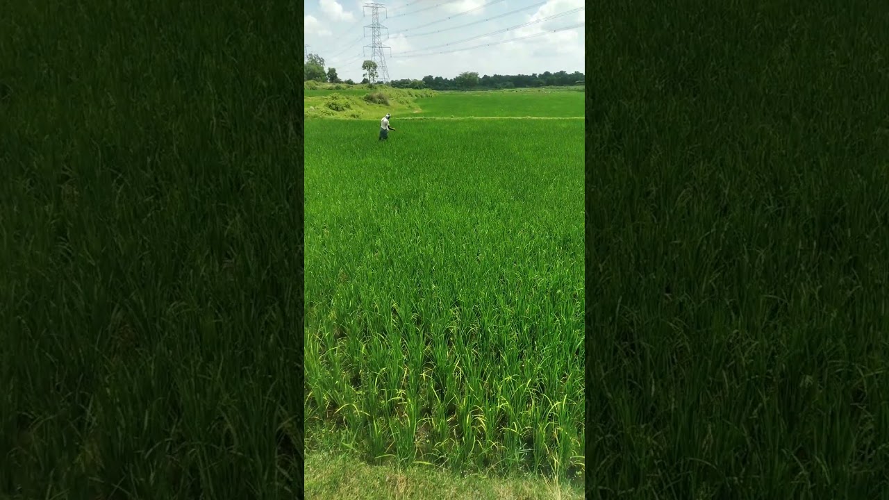 How to Spread Pesticides on farmyard?  #farmer#farming #villagecrops #villagelife #farm#pesticides