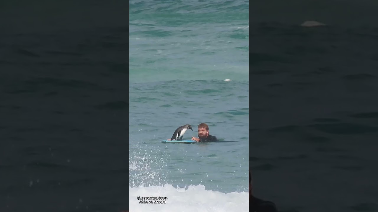 Real Life &lsquo;Surf&rsquo;s Up&rsquo; Penguin Goes Bodyboarding In South Africa