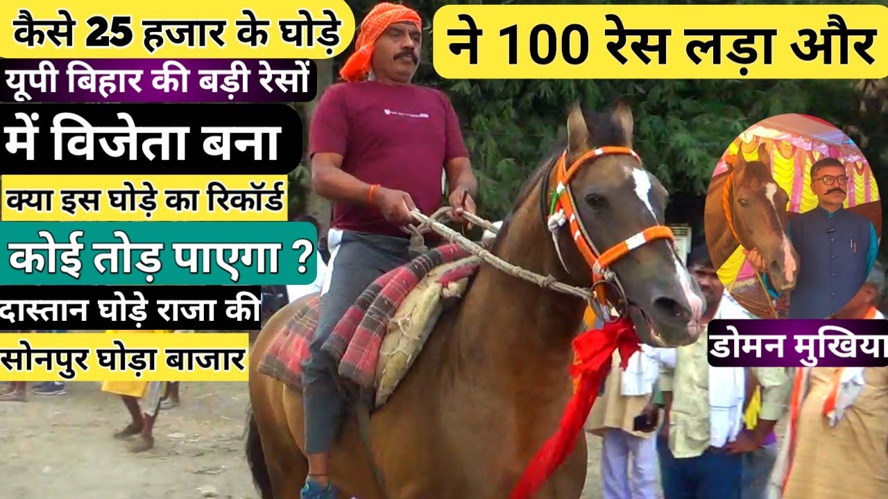 सोनपुर मेले में डोमन मुखिया का घोड़ा आया है रेस लड़ने के लिए भी है तैयार 100 में कर चुका है शिरकत