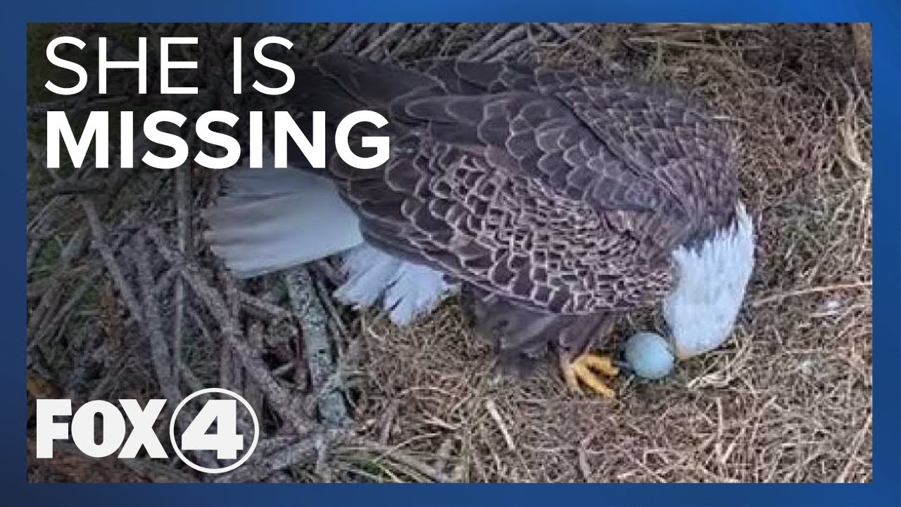 Harriet The Eagle Still Missing From Nest