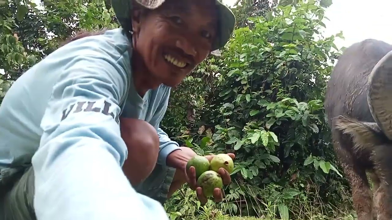 Kalabaw/Jaysica ang takaw kumain ng Bayabas. 