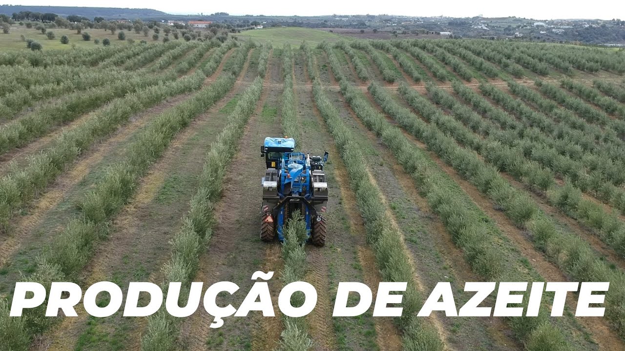 Produção de Azeite - Quinta do Juncal