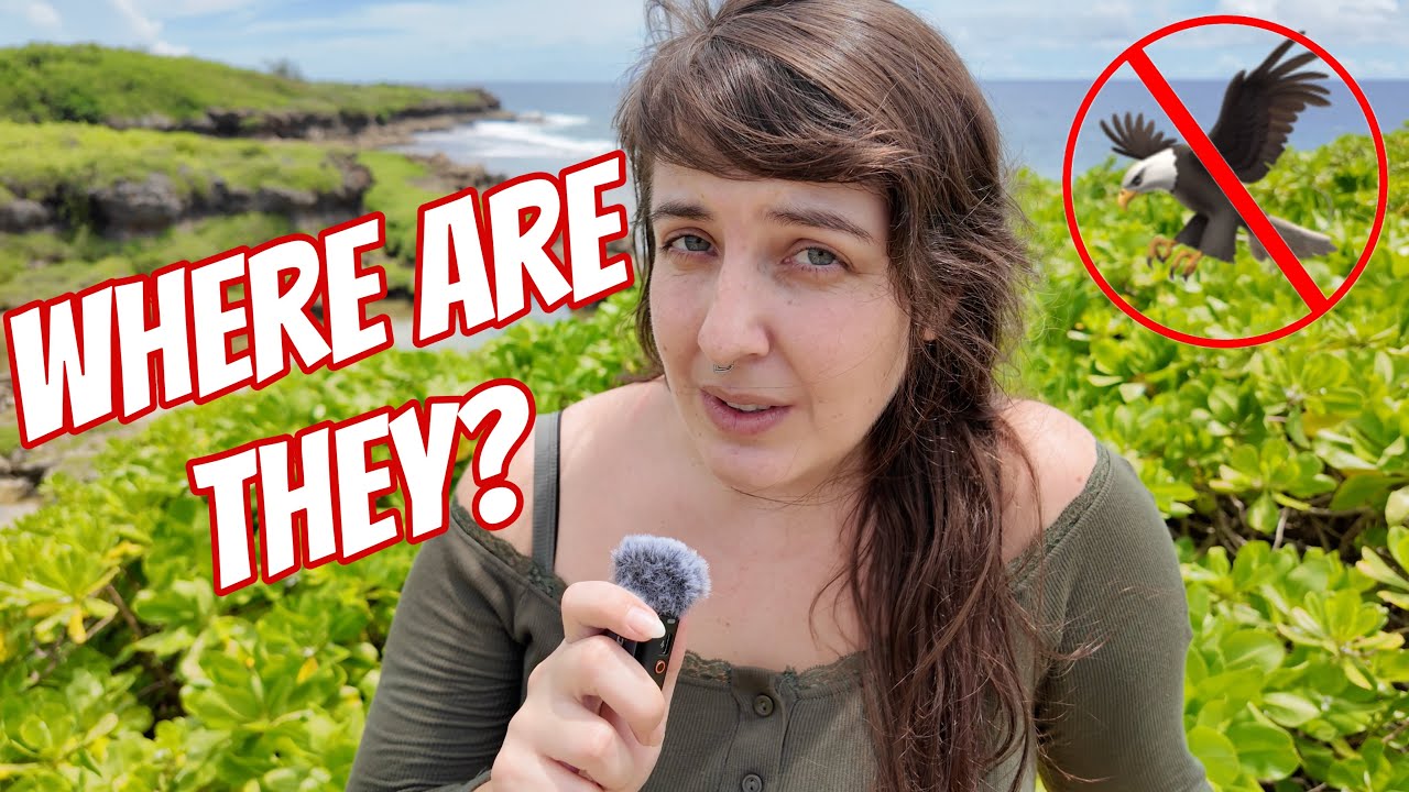 Why are there NO BIRDS on Guam?!