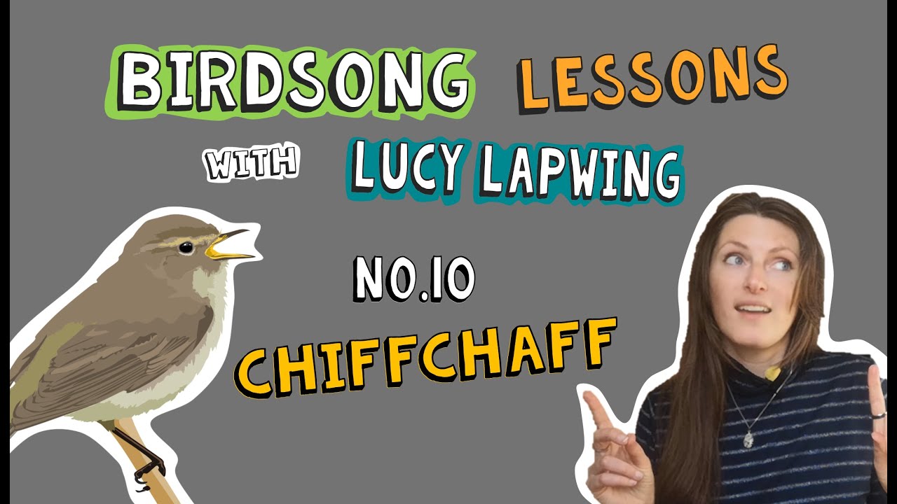 How to Identify Chiffchaff Song - Episode 10 of Birdsong Lessons with Lucy Lapwing