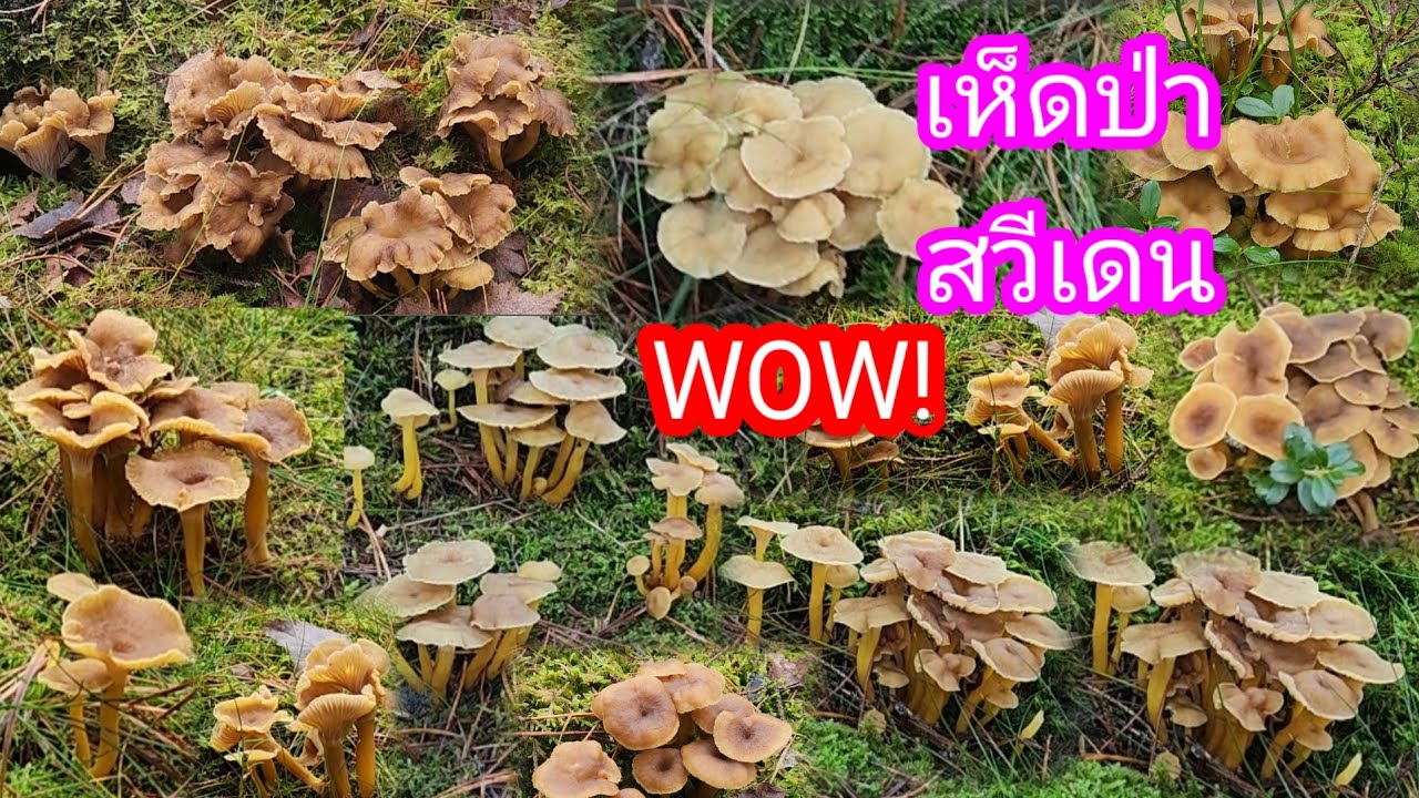 เก็บเห็ดน้ำตาลขาส้มขึ้นเยอะสวยงาม