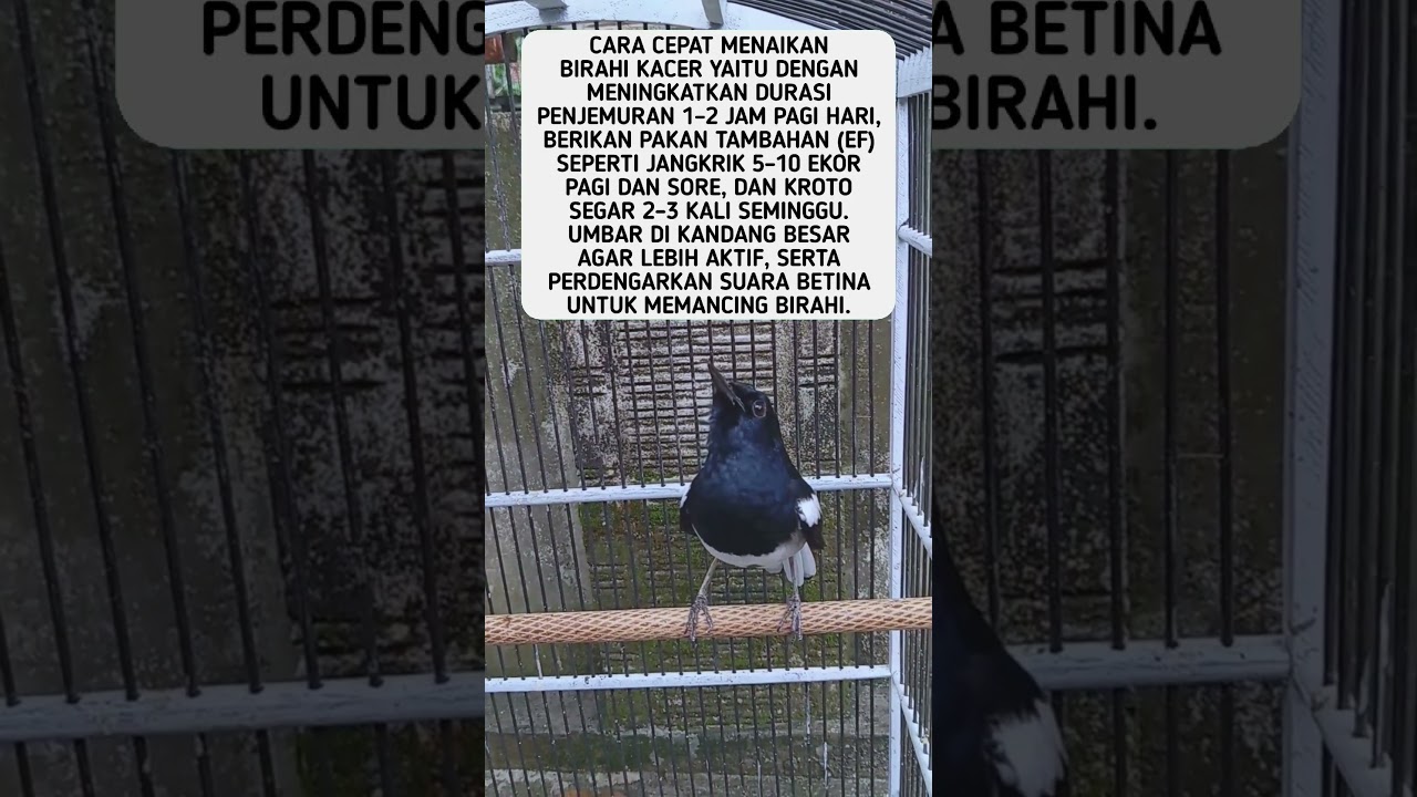 Cara Menaikan Birahi Kacer Dengan Cepat #shorts #feedshorts