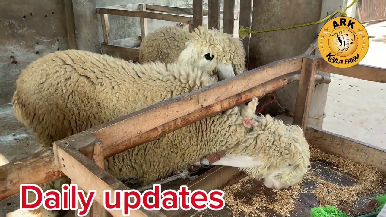 Daily updates Ahmed raza kajla farm Lahore 03084339366 WhatsApp