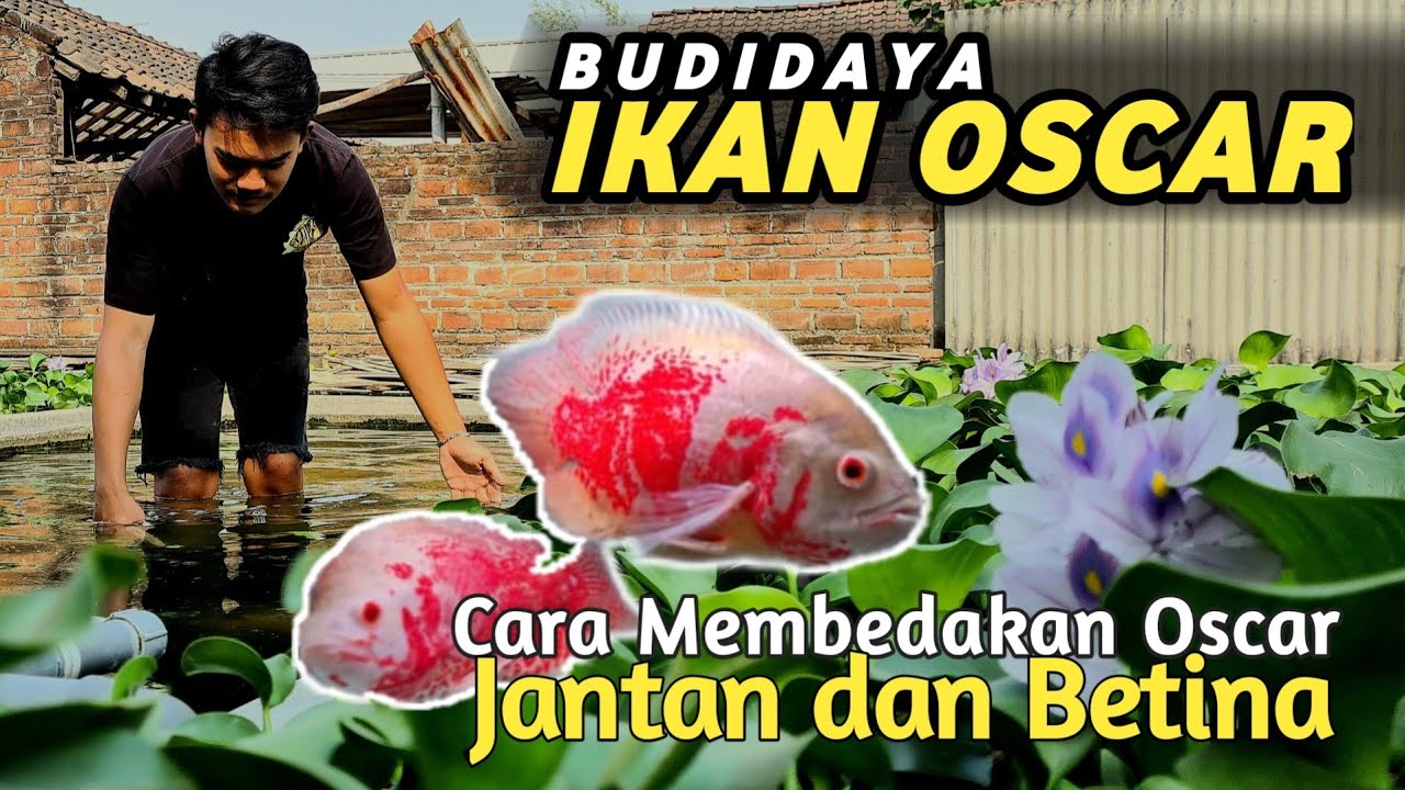 BUDIDAYA IKAN OSCAR || Cara Membedakan Jantan dan Betina