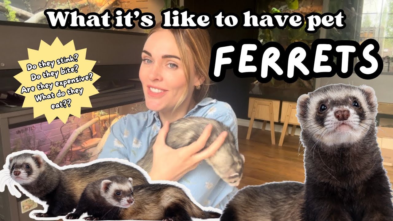 Ferrets as Pets! What it&rsquo;s Like to Have Pet Ferrets