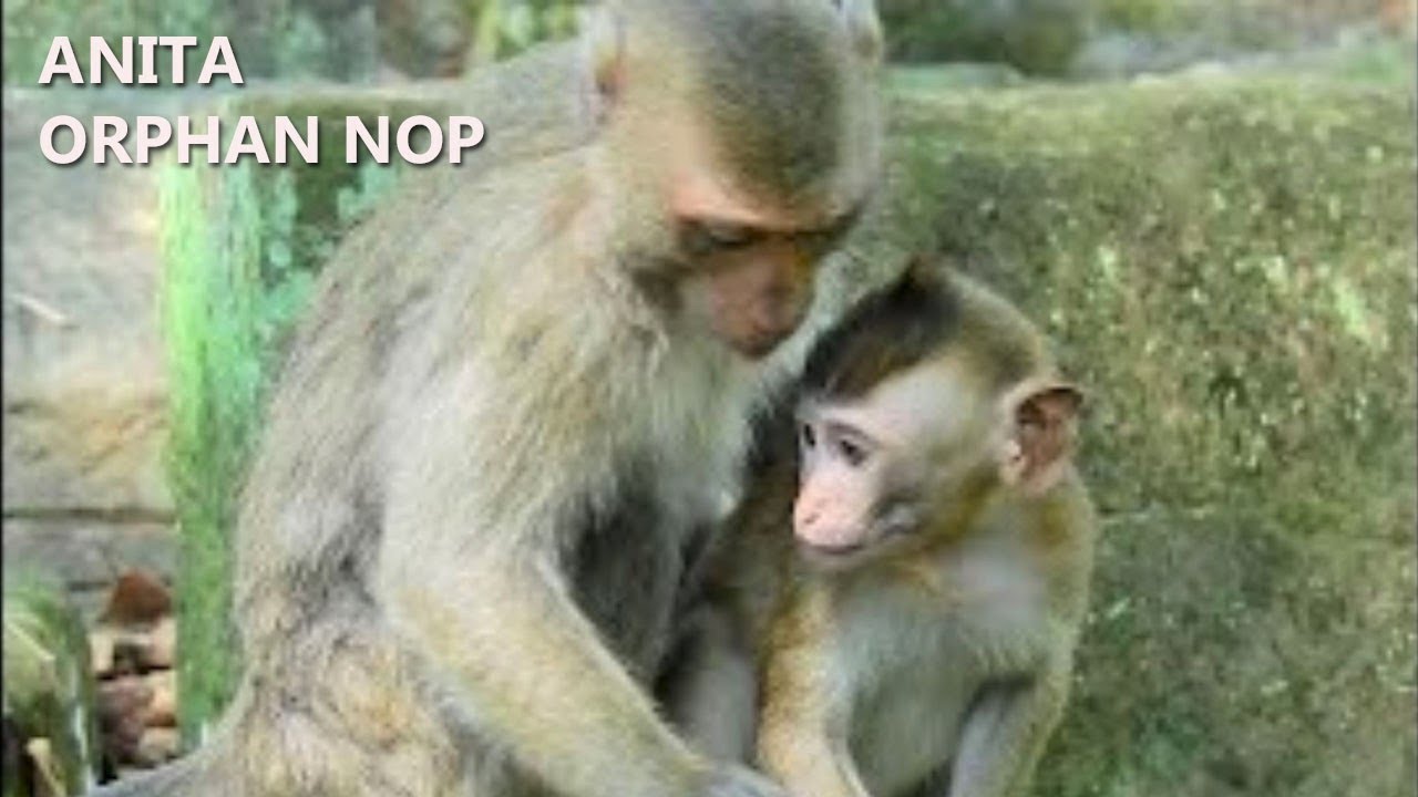 Anita Welcome Poor Orphan Baby Monkey NOP In Amber Group Hug & Funny Playing As Good Friendship