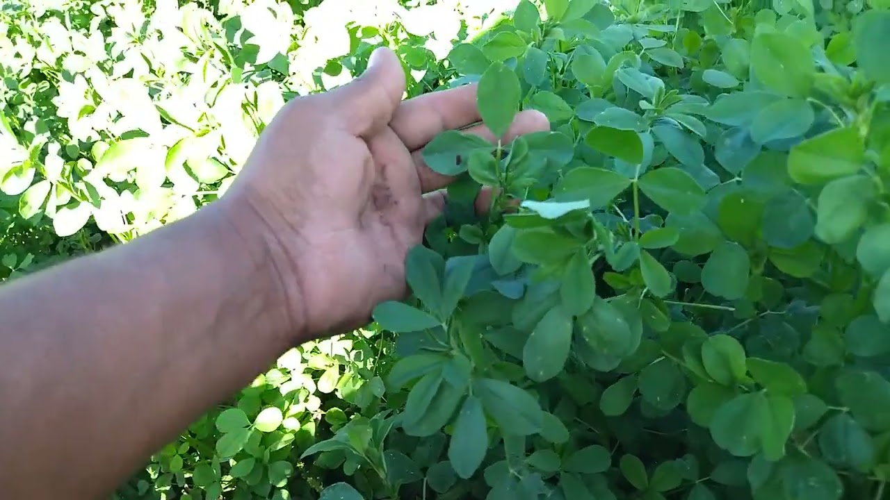 Producción de alfalfa con abonos orgánicos, avances después de 7 días de cortado .