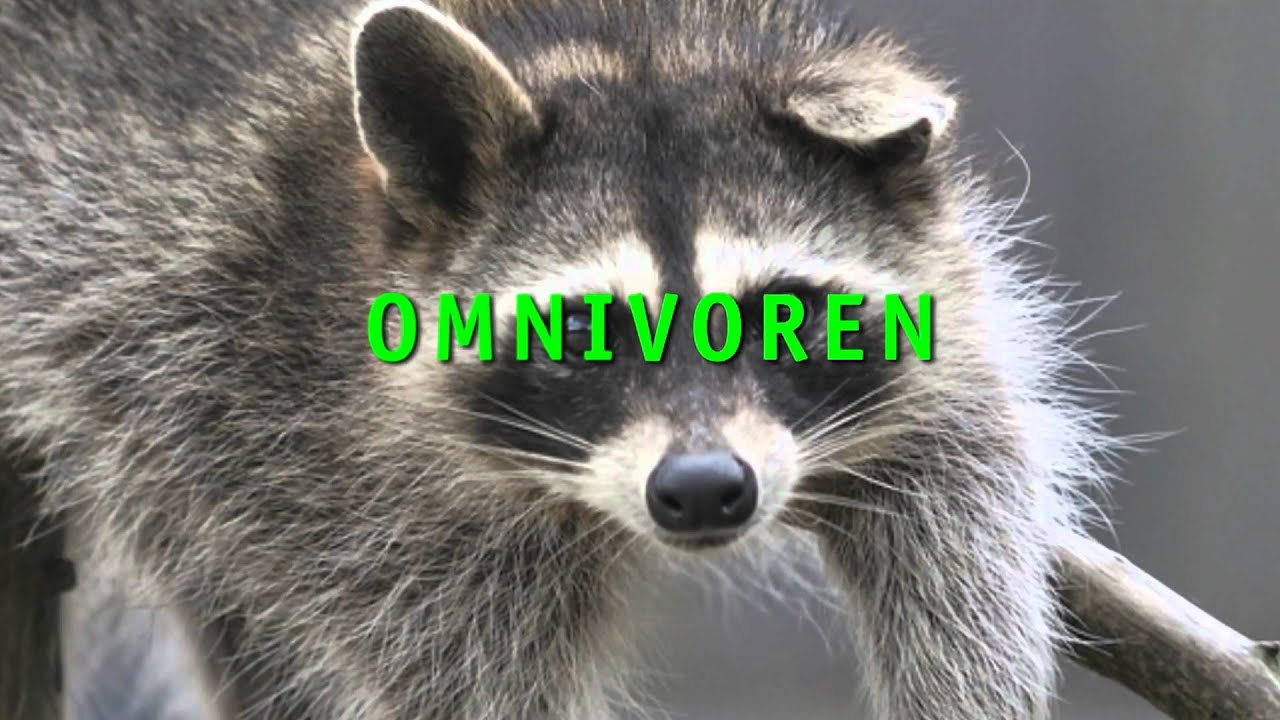 Alleseters   omnivoren