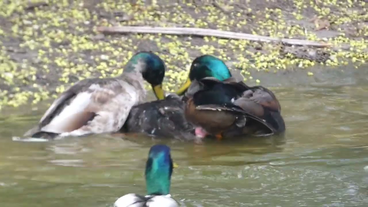 Massenvergewaltigung Paarung bei Stockenten am Herrngarten in Darmstadt