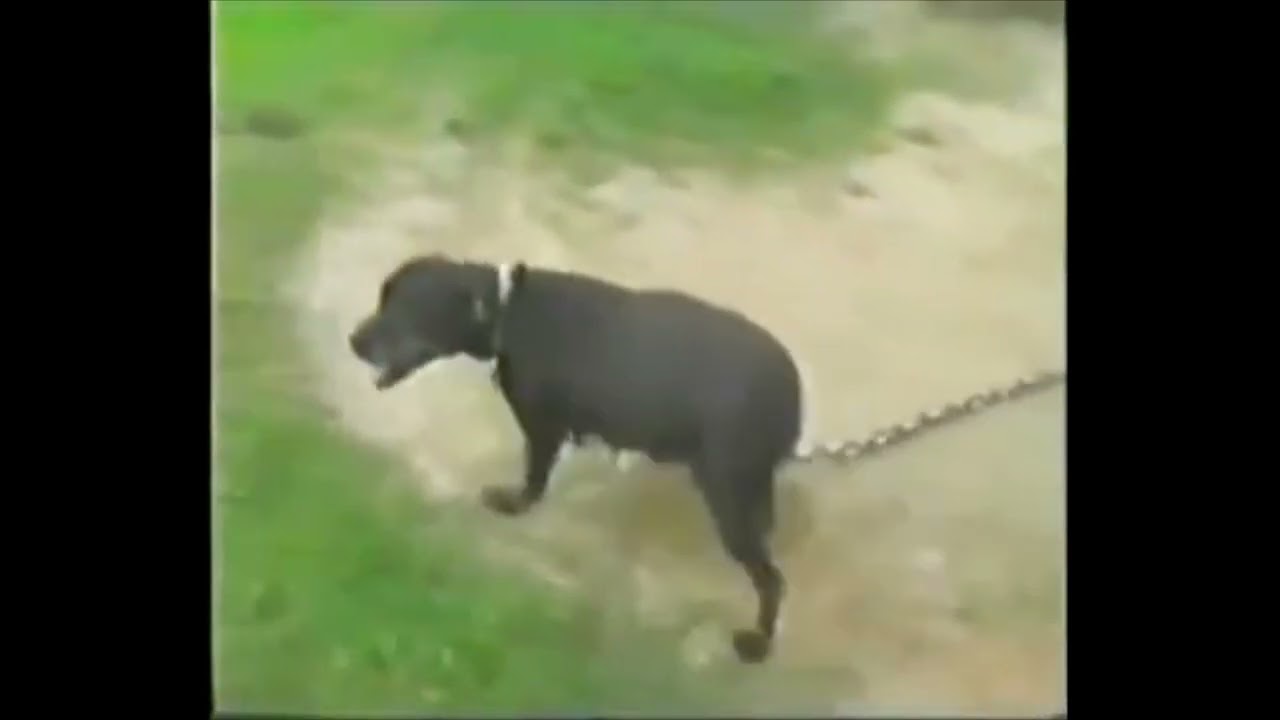 FLOYD BOUDREAUX YARD - #pitbull #gamedogs #bulls