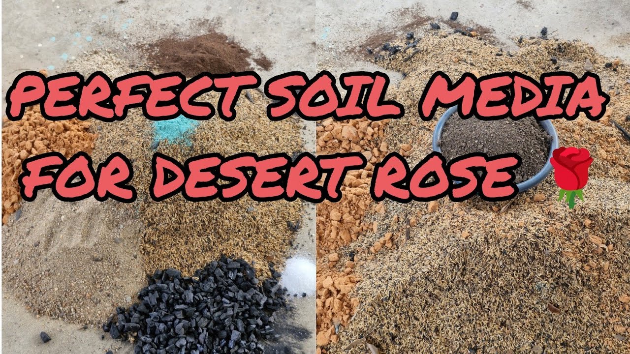 WELL DRAINED SOIL MIXTURE FOR ADENIUM PLANTS 👍 0% GARDEN SOIL 💥PERFECT SOIL MEDIA 💯💯