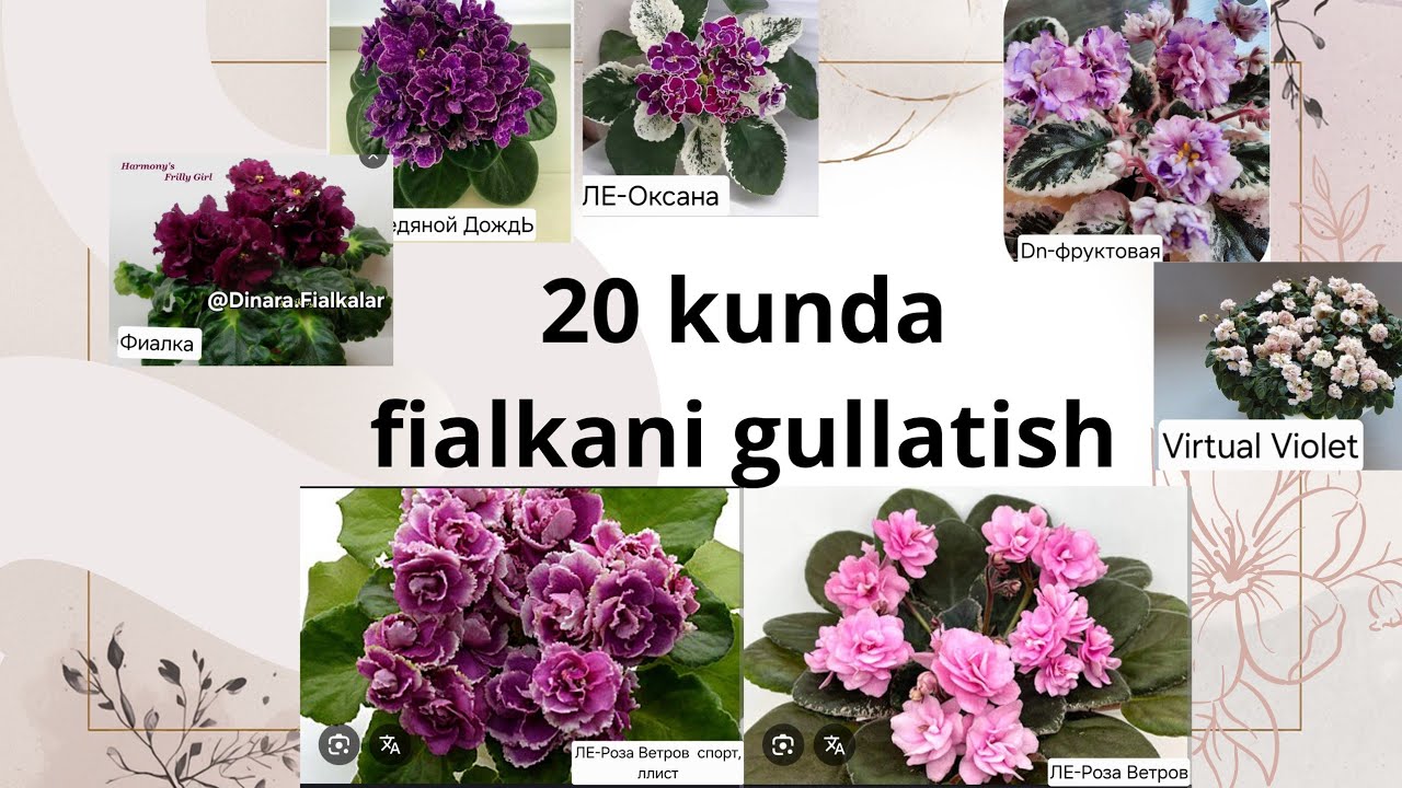 Фиалкани 20кунда гуллаш сирлари ва парвариши