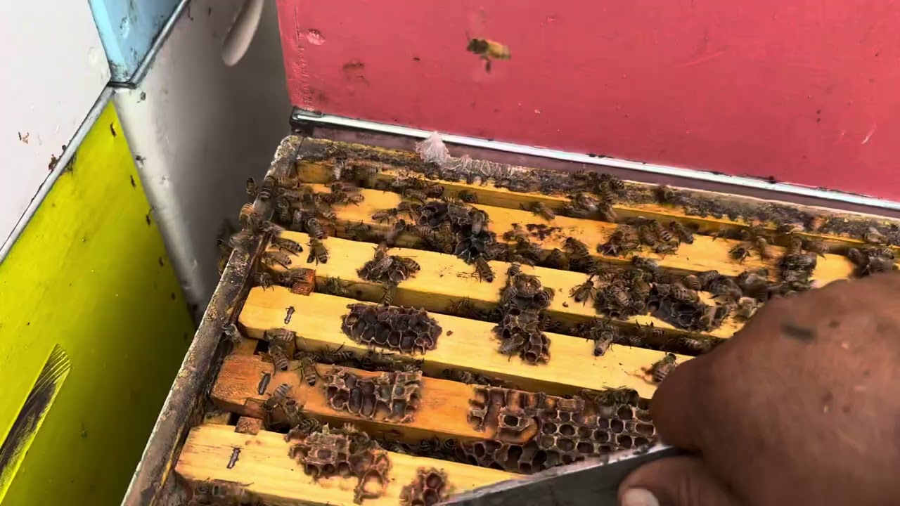 Apicultura de Punta -Alta Producción