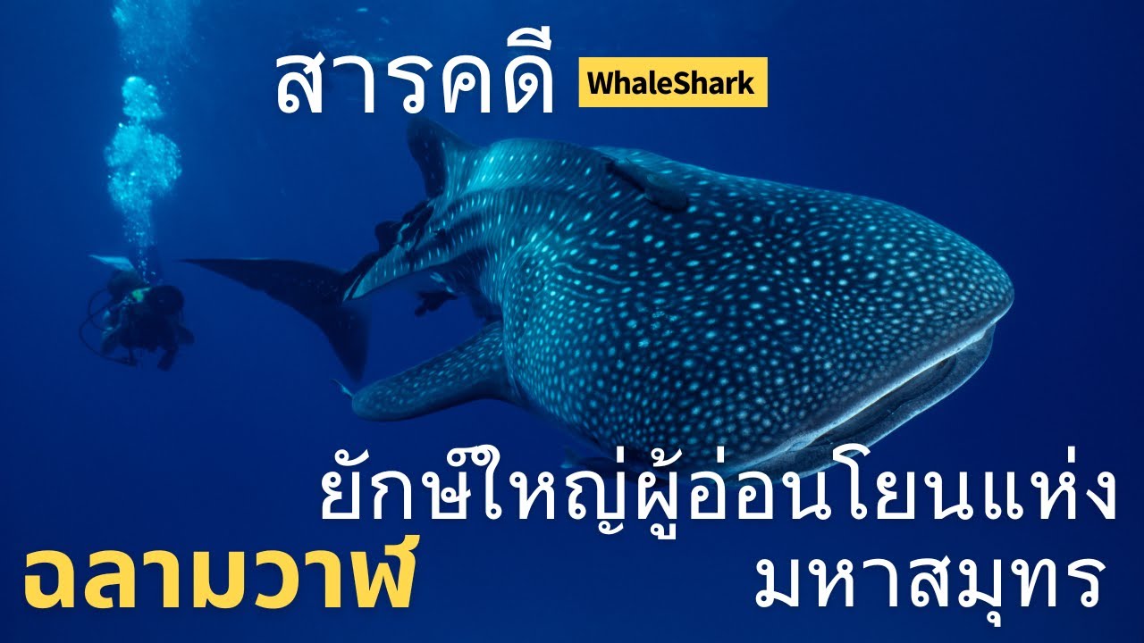 สารคดี ฉลามวาฬ ยักษ์ใหญ่ผู้อ่อนโยนแห่งมหาสมุทร