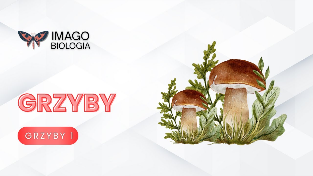 Grzyby