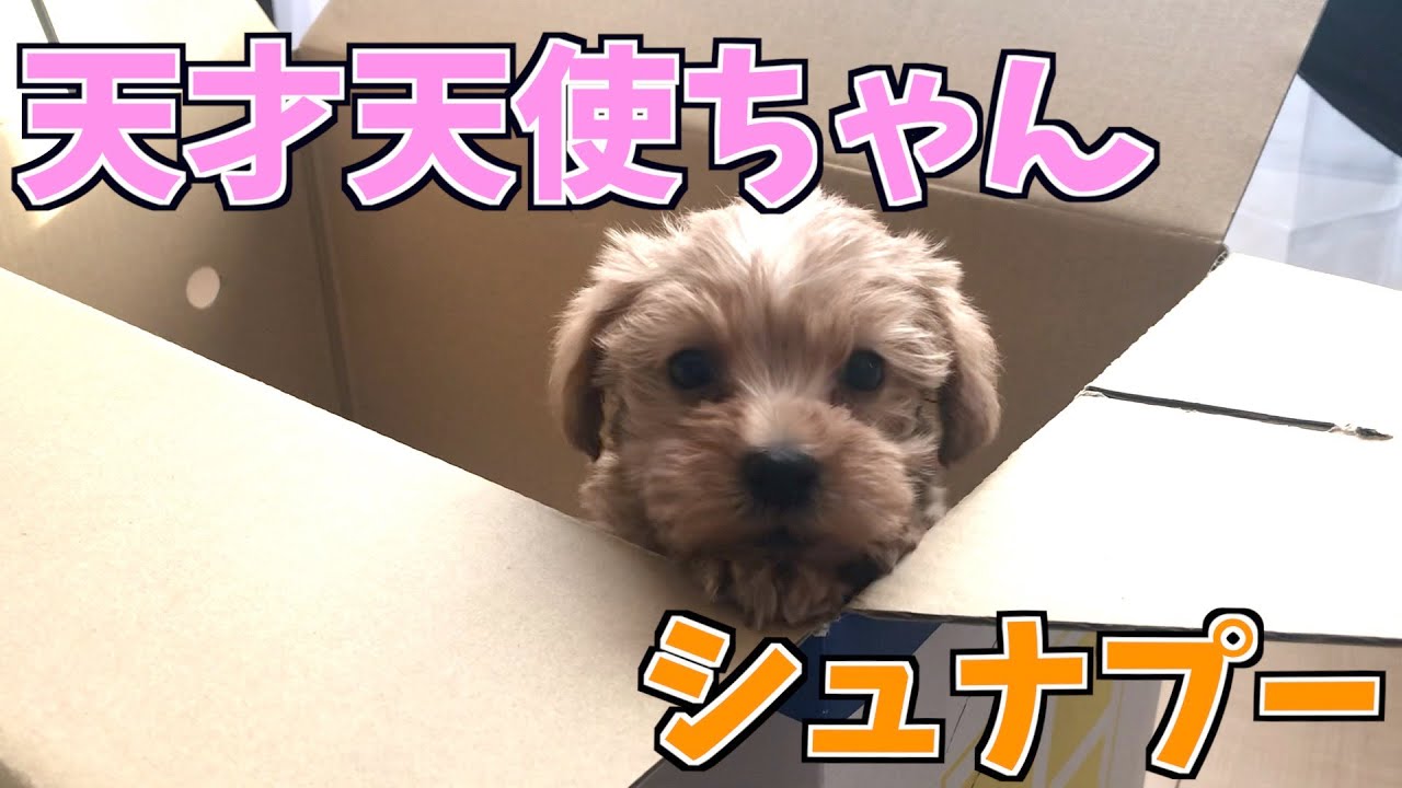 シュナプーの女の子をお迎えしました☆天才で天使すぎる...お迎え初日