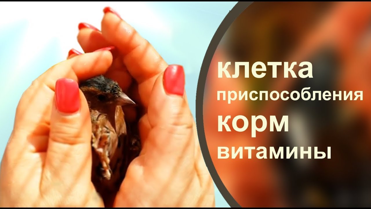 ЗЯБЛИК и КАНАРЕЙКА. СОДЕРЖАНИЕ И КОРМЛЕНИЕ