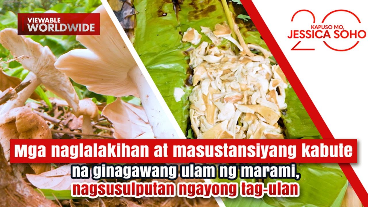 Giant mushrooms sprouting this rainy season! | Kapuso Mo, Jessica Soho
