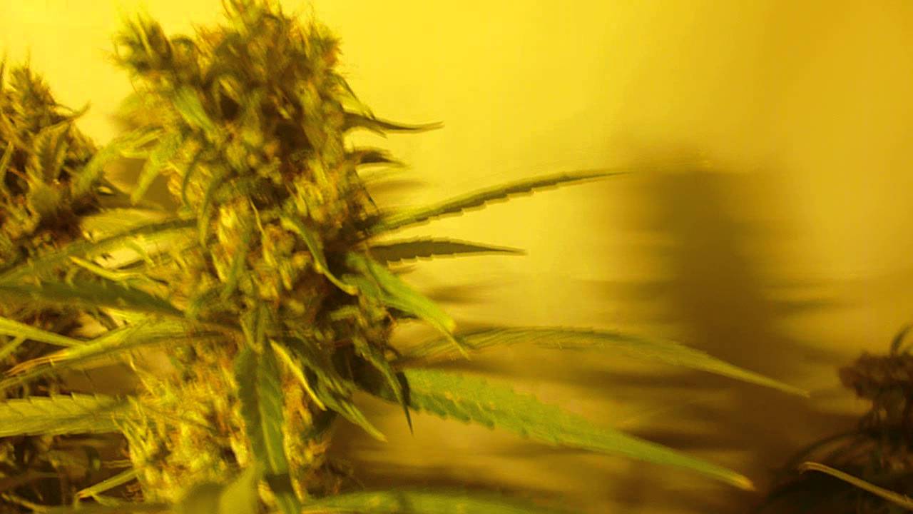 Super Silver Haze - 8 Weeks 12/12 - 6 Weeks Flower