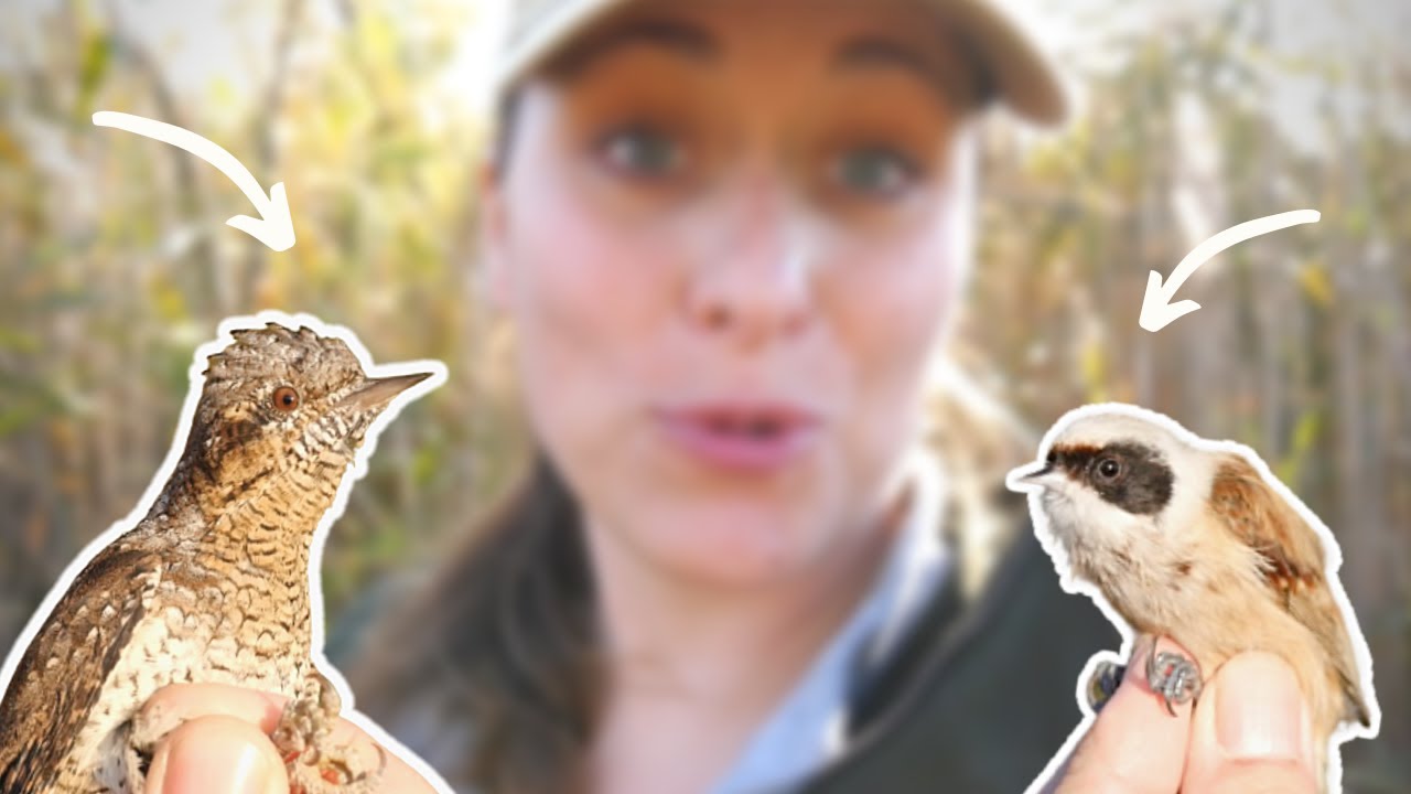 J'AI CAPTURÉ DE NOUVEAUX OISEAUX EN CAMARGUE