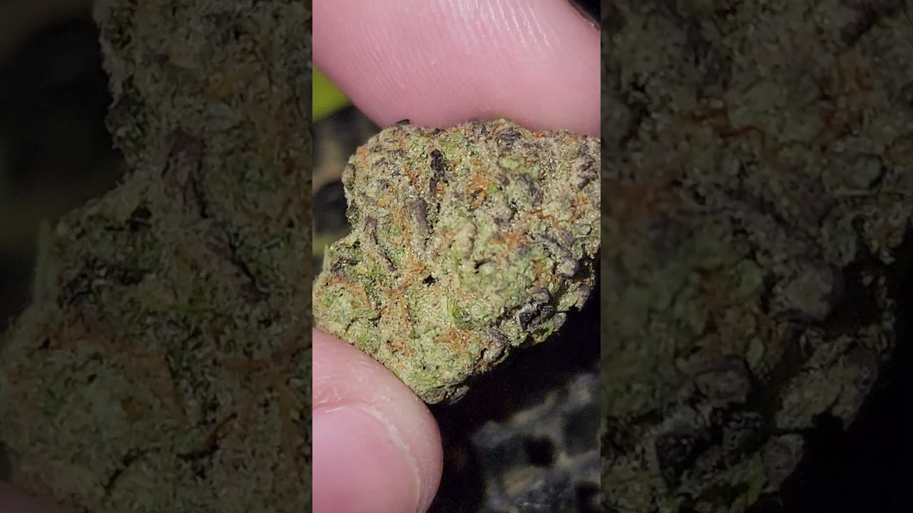 Rock-Hard Cement Shoe Bud with Sweet Berry Aroma | Beautiful Crystal-Covered Cannabis Close-Up #420