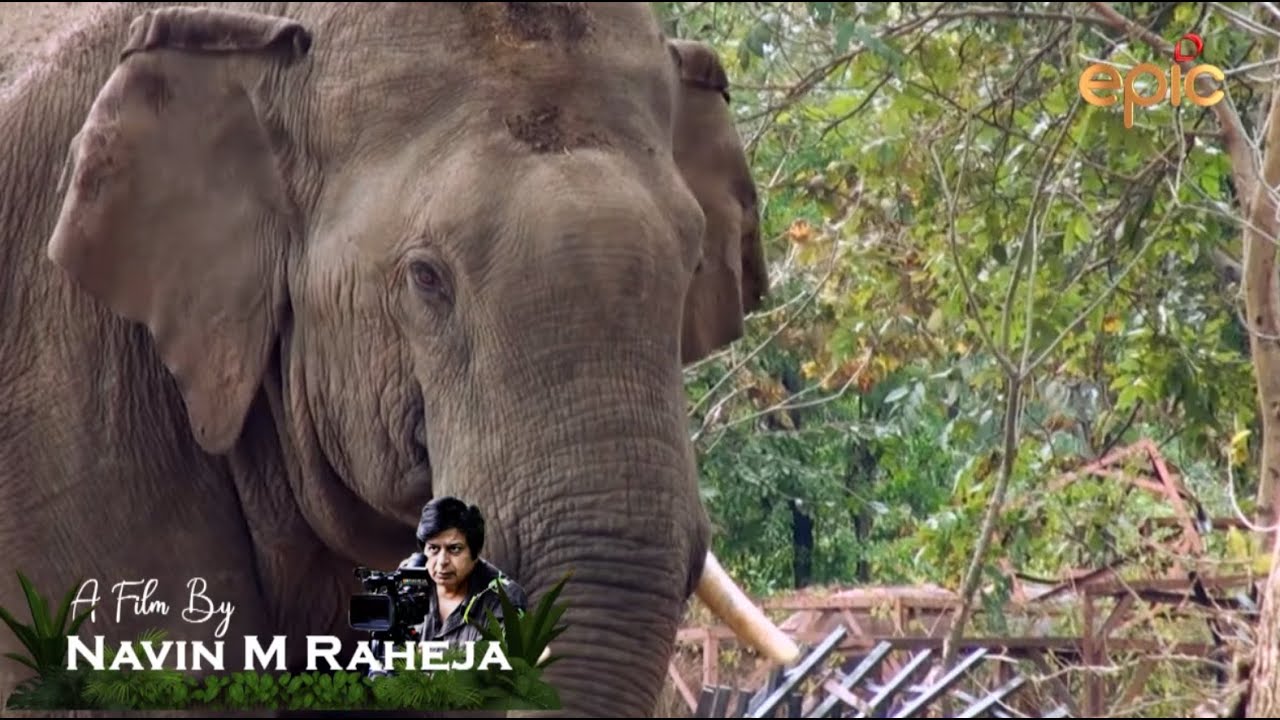 Catching the Killer Elephant - A film by Navin M. Raheja