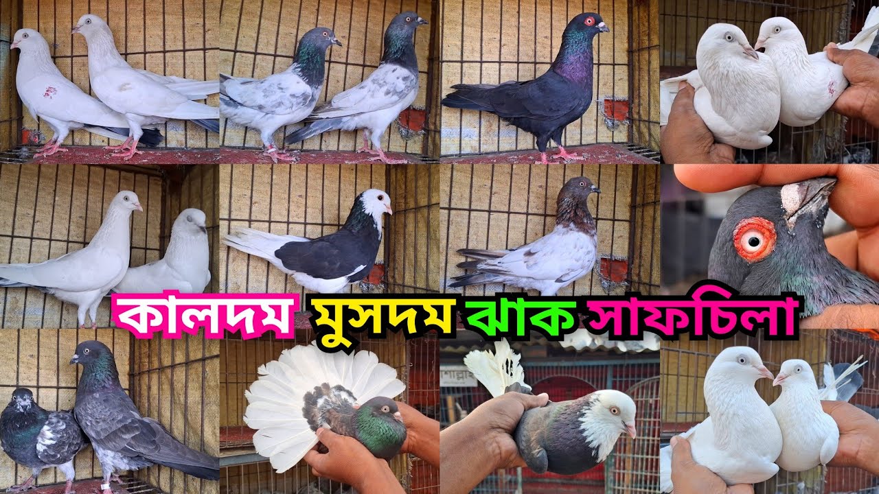চিনি কালদম,লাল খাকি,সাফচিলা,খয়রাগলা,মুসলদম,ময়নাঝাক,কালোগলা,পাংখি,সিলভার ও হাইফ্লাইয়ার কবুতর কিনুন। 