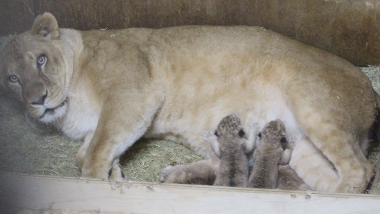 とべ動物園でライオンの赤ちゃん誕生・愛媛新聞