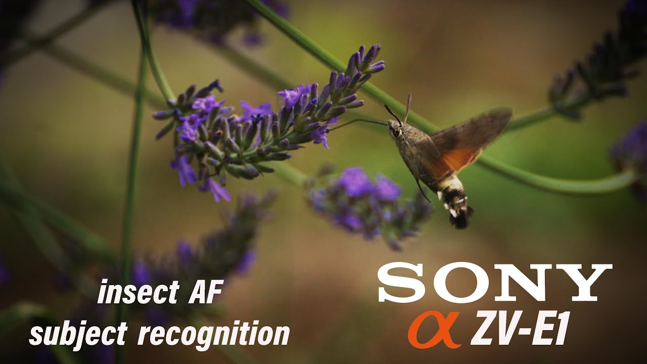 Sony ZV-E1, insect AF - subject recognition