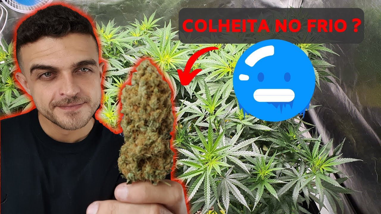 Frio no cultivo indoor ou outdoor