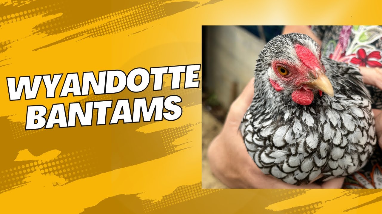 Wyandotte Bantams: Breed Guide + Keeper Interview 🐓