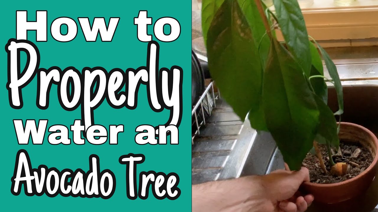 How To Properly Water An Avocado Tree - Bottom Watering and Top Watering to avoid root rot.