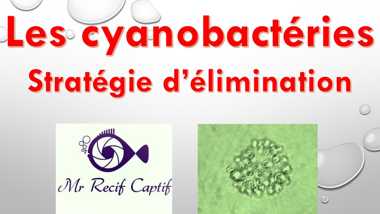La Cyanobactérie 2/3 stratégie d’élimination - Mr Recif Captif #82