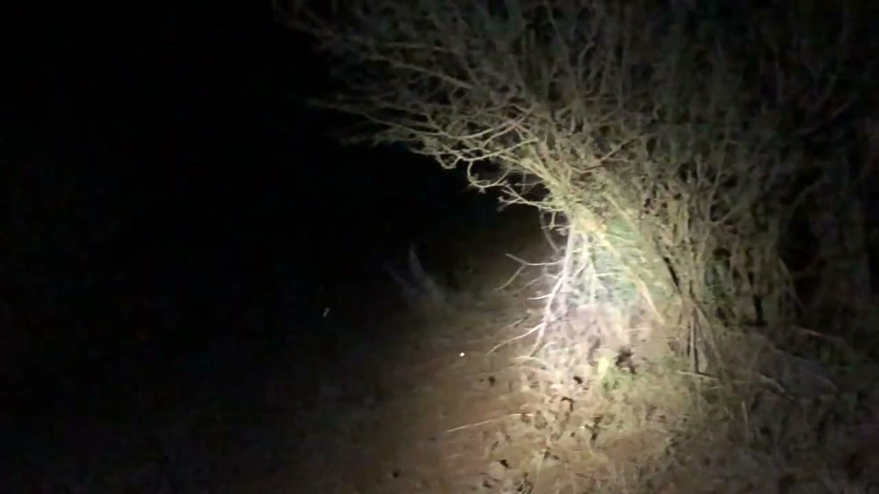Madikwe pt 15  Kalahari Scrub Robin + Night Drive suprise!
