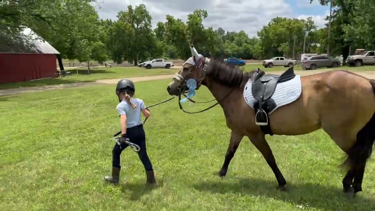 Gunner 13yo Buckskin Pony 13hh