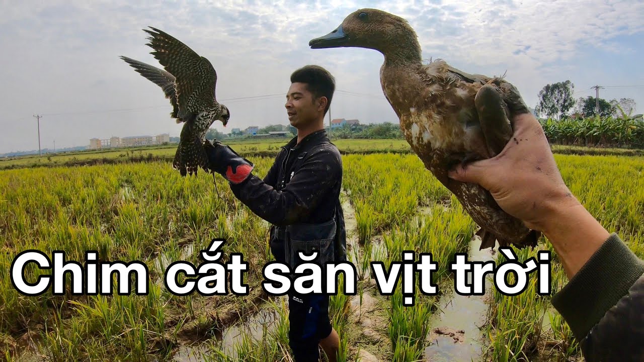 Chim cắt săn cò mà lại tóm được vịt trời (Falcon hunting duck)