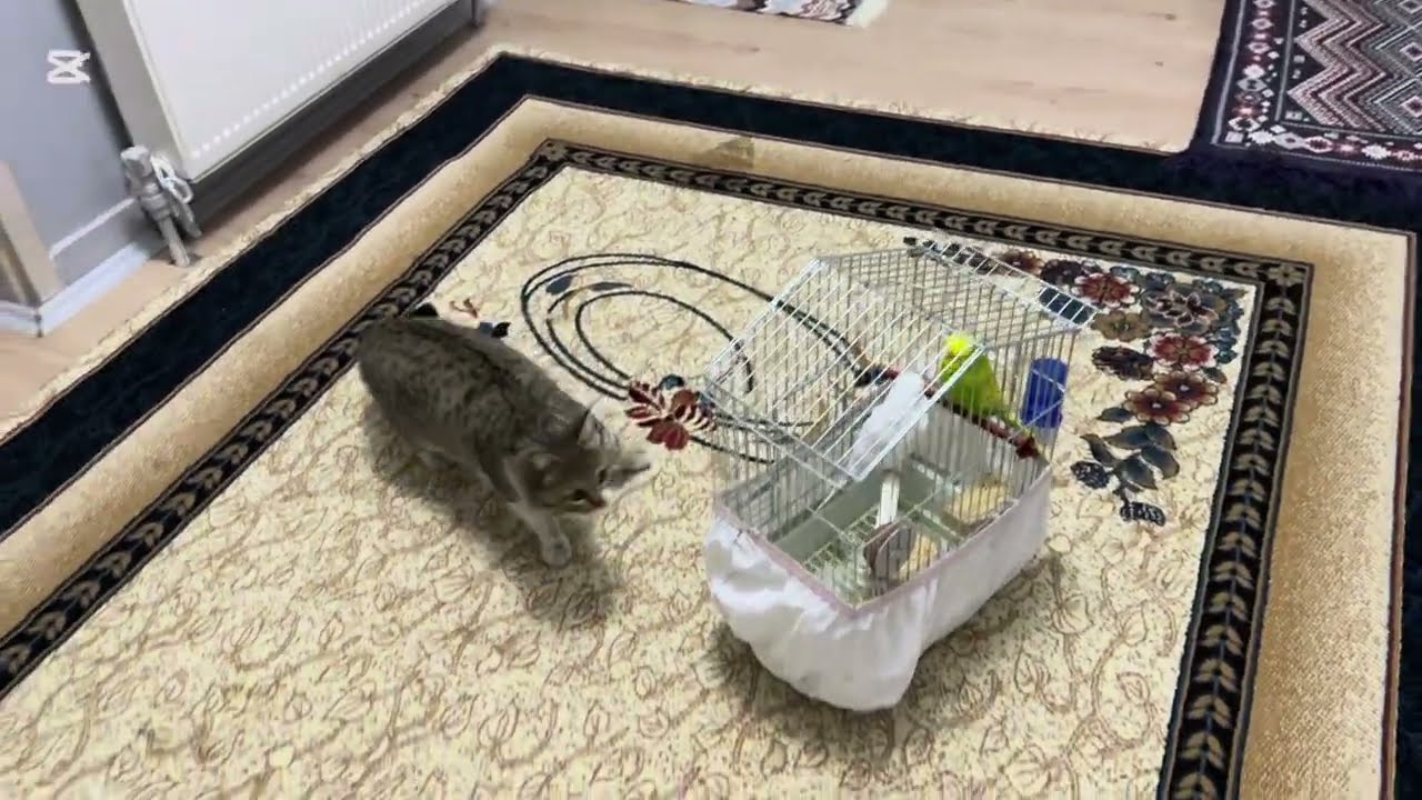 KEDİMİZ Minnoş Muhabbet Kuşlarımıza  saldırdı 🐈Gizlice evimize girmiş