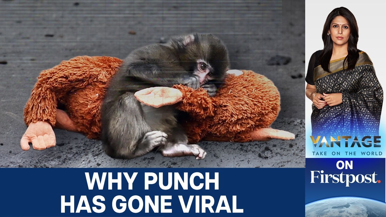Meet Punch: The Baby Monkey the Internet Adopted | Vantage with Palki Sharma | N18G